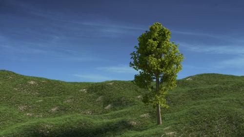 Solitary Tree preview image